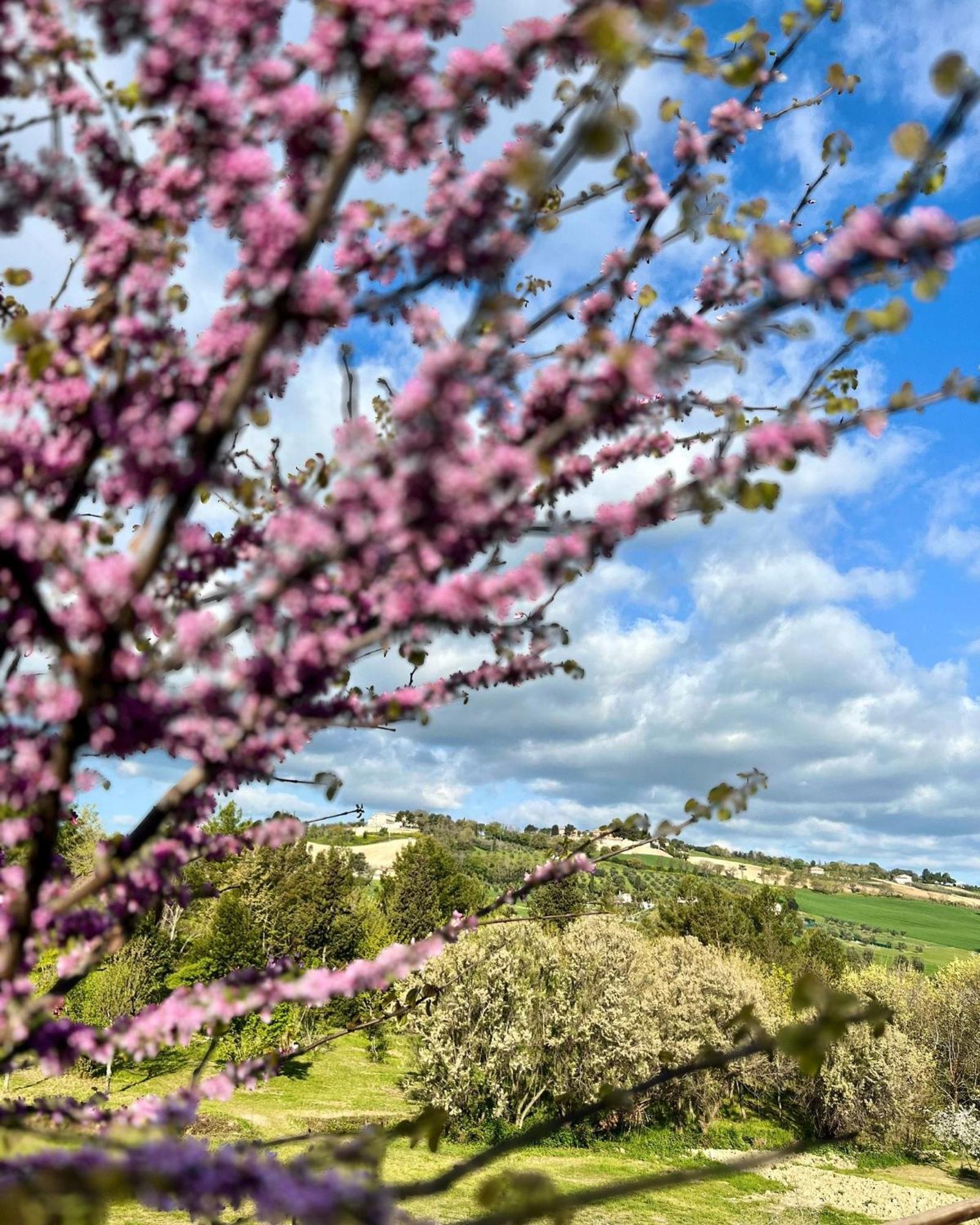 Agriturismo La Contea Senigallia Villa San Gaudenzio Eksteriør bilde